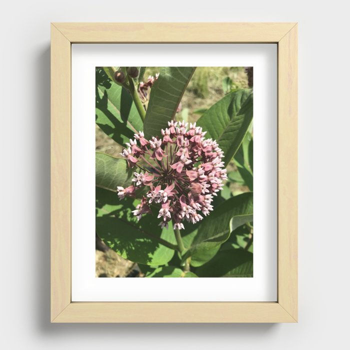 Standing Elm Milkweed Recessed Framed Print