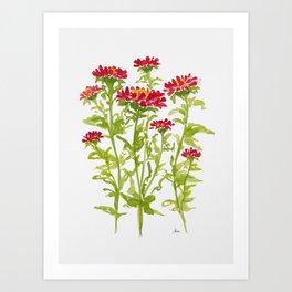 Ruby Red Aster Flowers Art Print