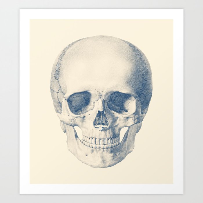 Human Skeleton: Frontal View' Art Prints
