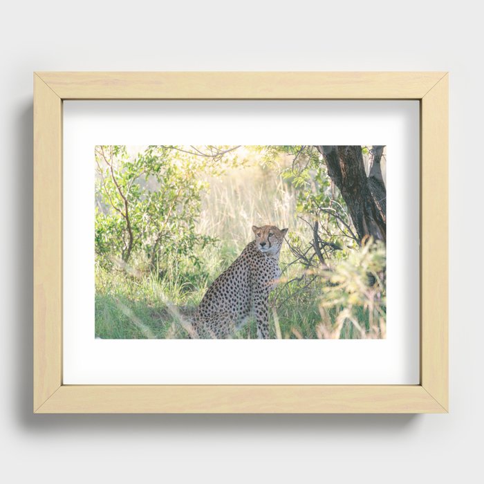 Cheetah wildlife | Travel Photography | South Africa Recessed Framed Print