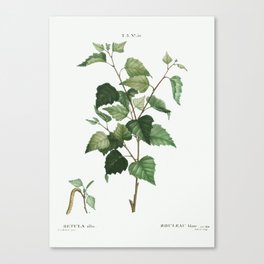 Silver birch (Betula alba) from Traité des Arbres et Arbustes que l’on cultive en France en pleine t Canvas Print