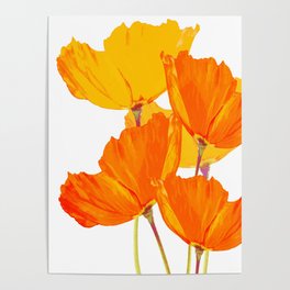 Orange and Yellow Poppies On A White Background #decor #society6 #buyart Poster