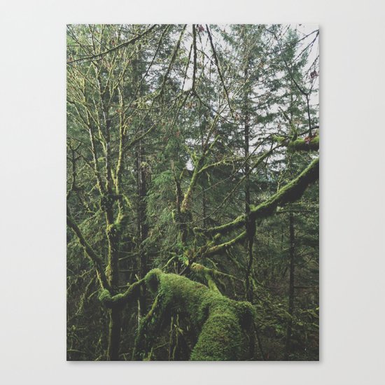 Moss Covered Trees Canvas Print