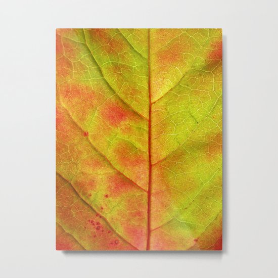 autumn colors III Metal Print