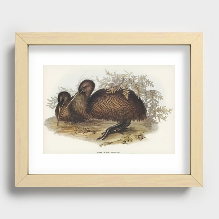 Kiwi (Apteryx Australis) illustrated by Elizabeth Gould (1804–1841) for John Gould’s (1804-1881) Bir Recessed Framed Print