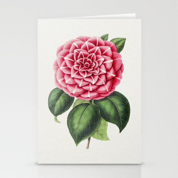 Hand Drawn Red Camellia Stationery Cards