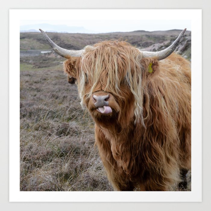 Scottish Highland Cow, Scottish Cattle, Cute Cow, Cute Cattle 05 Art  Print by Premium Prints