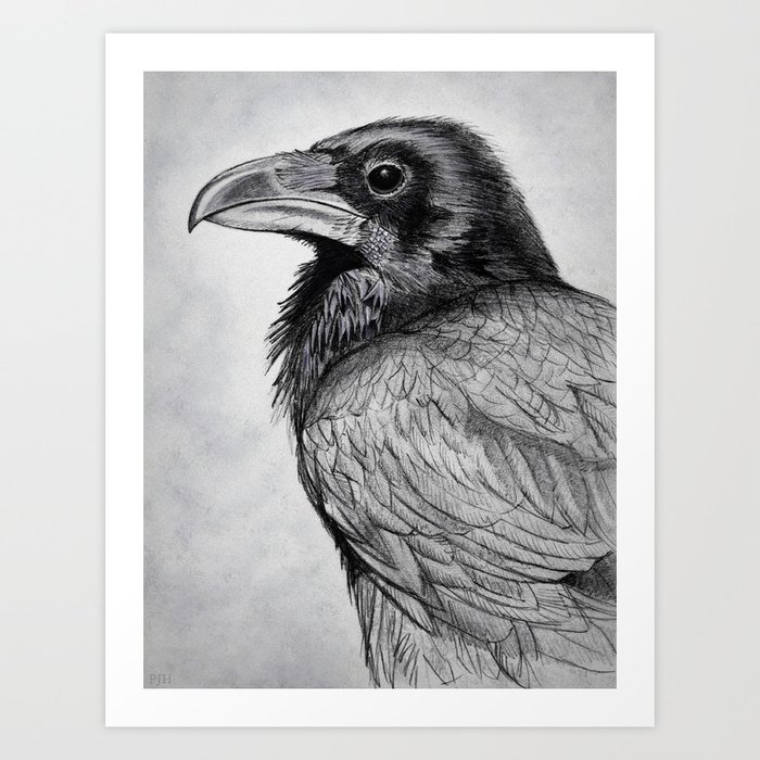 Corvus Corax (The Common Raven) Art Print