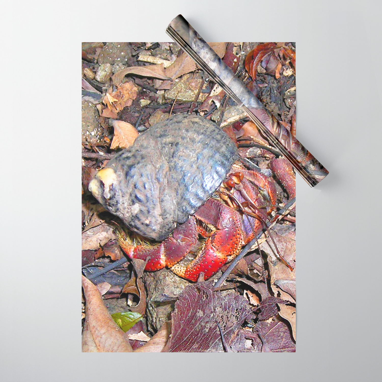 Watercolor Crustacean Hermit Crab 01 St John Usvi Soldier Boy