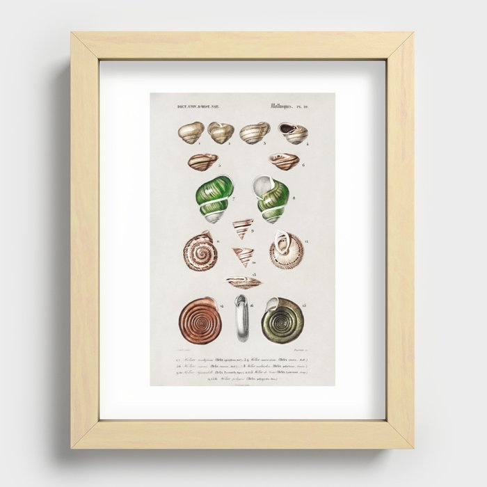 Different types of mollusks illustrated by Charles Dessalines D' Orbigny (1806-1876).6 Recessed Framed Print
