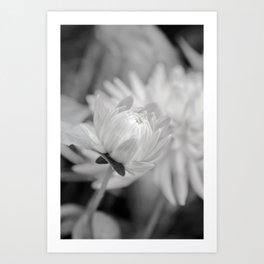 Silver Grey Dahlia in Black And White Art Print