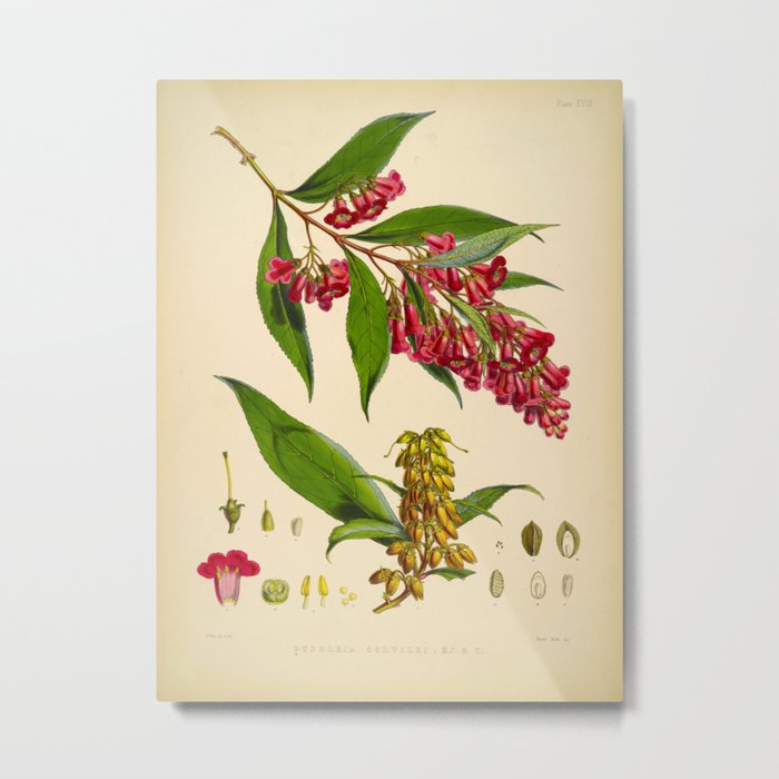 Illustration Of Himalayan Plants Vintage Scientific Botanical Illustration Metal Print