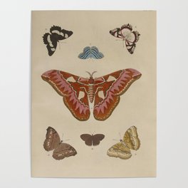 BUTTERFLIES ATLAS Moth LEPIDOPTERA - Pieter Cramer Hanging Wall Art Decor Natural History Print Poster
