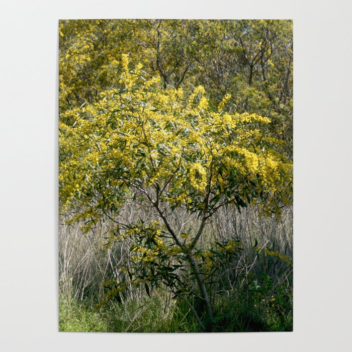 Flowering Acacia Tree Poster