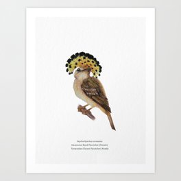 Amazonian Royal Flycatcher (Female) Scientific Illustration Art Print