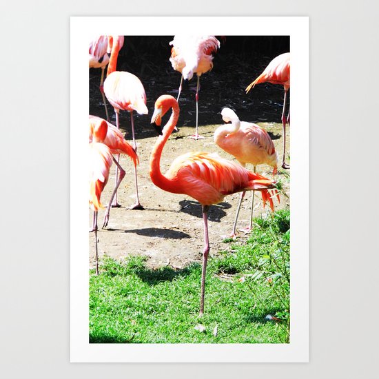 THE DANCE OF THE FLAMINGOS Art Print