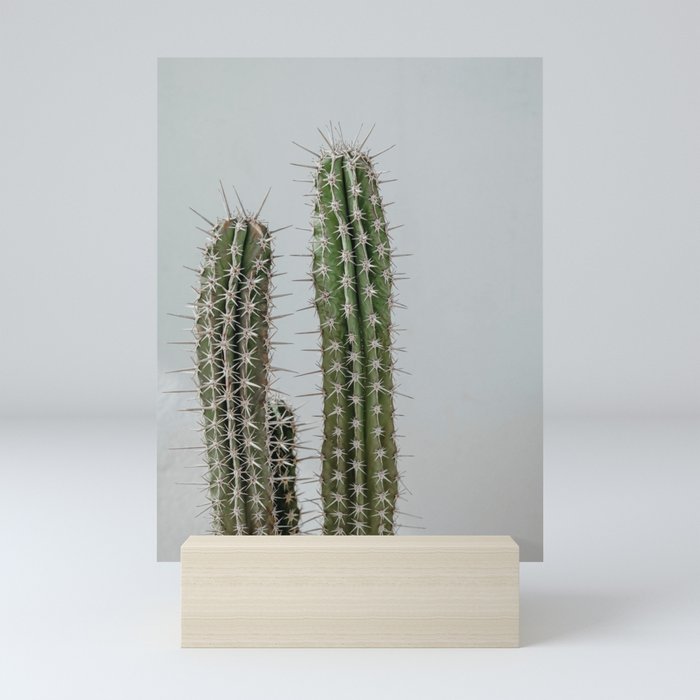 Cactus europe spain | Summer time street photography | Fine art print Mini Art Print
