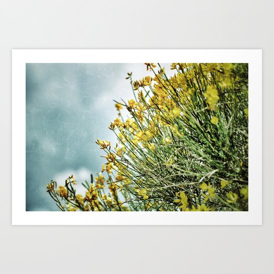Ginster Art Print