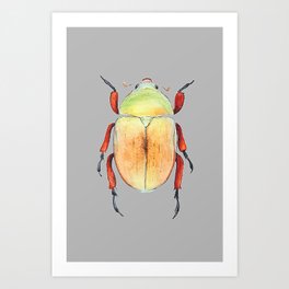 Australian Christmas Beetle - Watercolour art Art Print