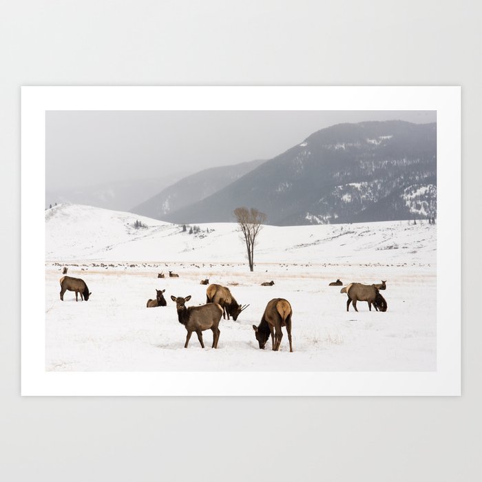 Herd of Elk in Wyoming on a Snowy Winter Day Art Print