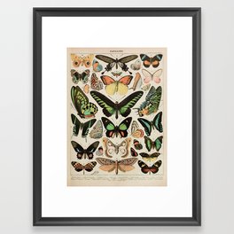 Papillon II Vintage French Butterfly Chart by Adolphe Millot Framed Art Print