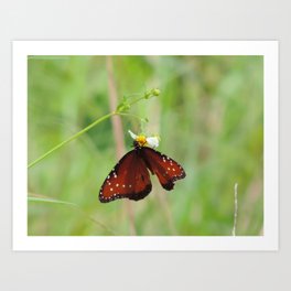 The butterfly  #3 Art Print