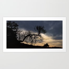 Bent Tree Kootwijkerzand, Sunset Sky Art Print | Nature, Color, Creepy, Spooky, Winter, Kootwijk, Netherlands, Moody, Tree, Photo 