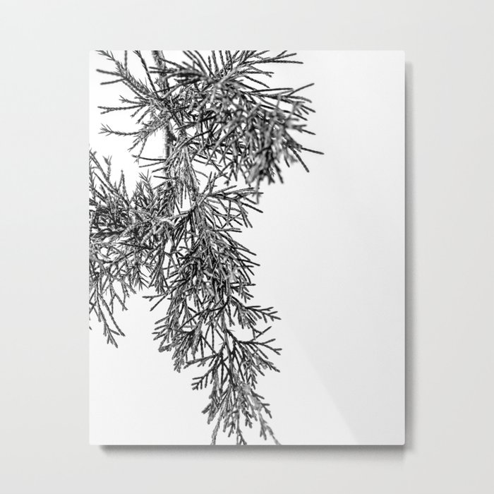 Cedar Tree Branch Black and White Metal Print