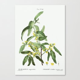 Russian olive (Elaeagnus angustifolia) from Traité des Arbres et Arbustes que l’on cultive en France Canvas Print