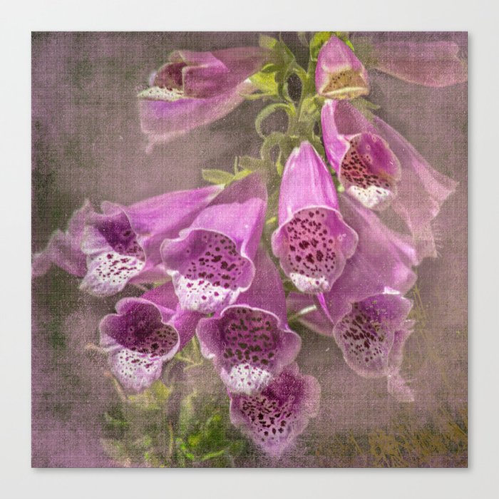 Purple Foxglove, a Wildflower of Yosemite Canvas Print