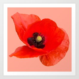 Poppy Art Print