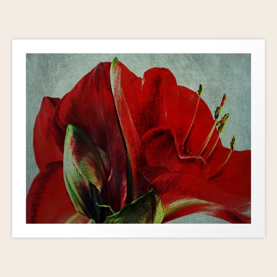 Amaryllis Art Print