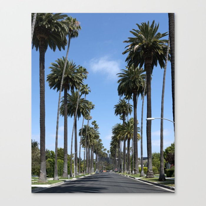 Tall California Palm Trees Photograph Canvas Print