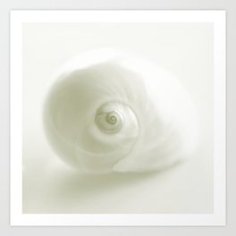 Beautiful White Shell #decor #society6 #buyart Art Print