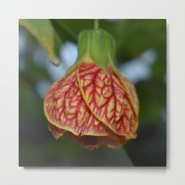 Abutilon x hybridum 2 Metal Print | Photo, Floral, Flower, Garden 