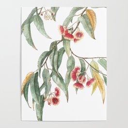 Flowering Eucalyptus Branch Poster