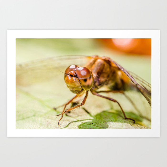 Autumn Meadowhawk Dragonfly, Macro Photography  Art Print