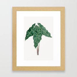 Leaf of Alocassia Polly Framed Art Print