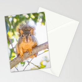 Hey Squirrel Stationery Cards