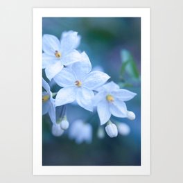 Jasmine Nightshade Flowers #1 #floral #art #society6 Art Print