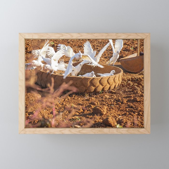 Flock of corella birds. Framed Mini Art Print