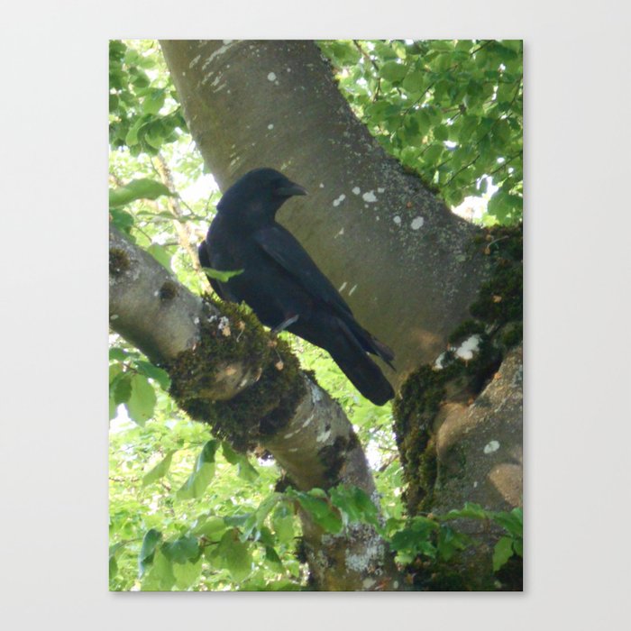 Crow in Tree Canvas Print