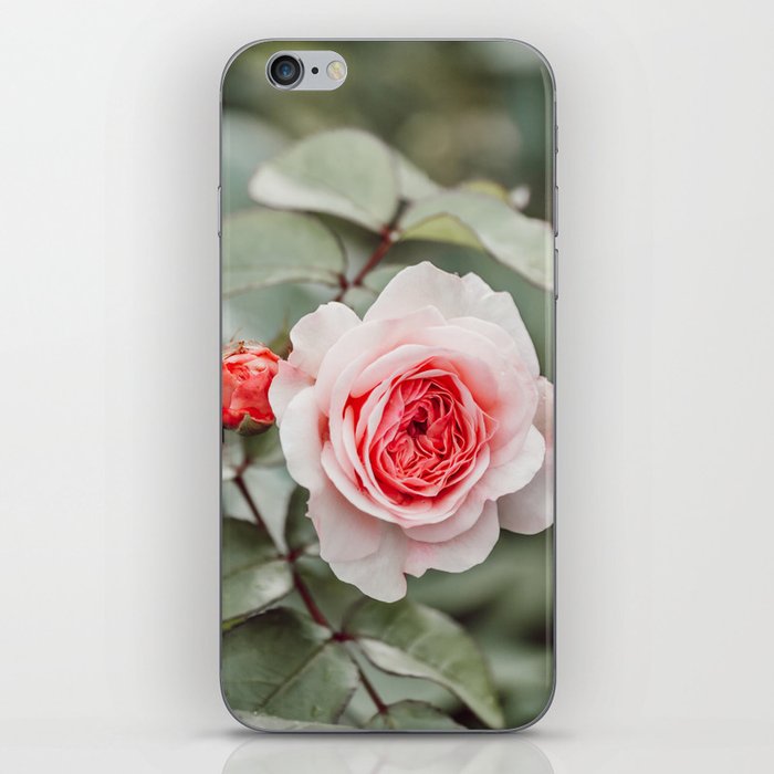 Pink rose in bloom iPhone Skin