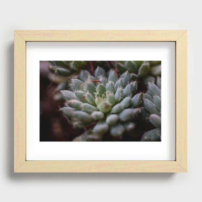 Muted Succulent Recessed Framed Print