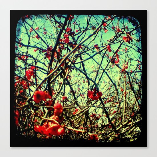 Blossom Frenzy - Through The Viewfinder (TTV) Canvas Print