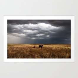Life on the Plains - Cow Watches Over Playful Calf on Stormy Day in Oklahoma Art Print | Photo, Farm, Animal, West, Color, Western, Picture, Calf, Cloudy, Nature 