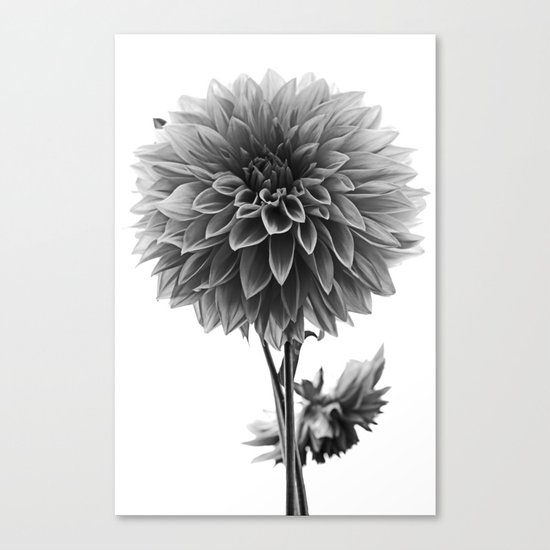 Dahlia - Monochrome Canvas Print