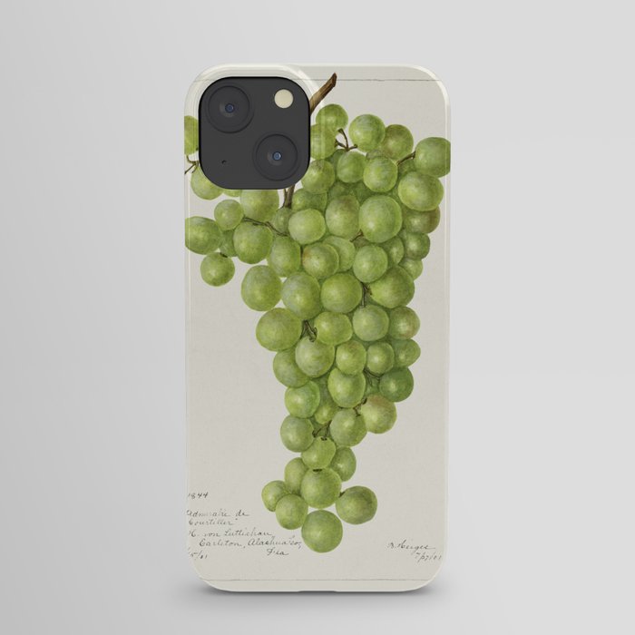 Vintage bunch of green grapes illustration 2 iPhone Case