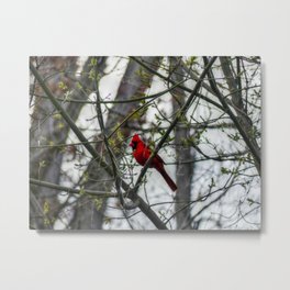 Cardinal Metal Print | Earlyspring, Malecardinal, Mimosatree, Photo, Cardinal, Color, Digital, Birdinatree, Redbird, Frankiecat 