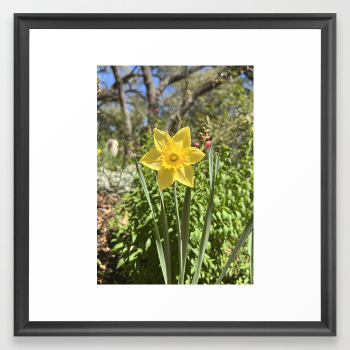 Yellow Daffodil Framed Art Print